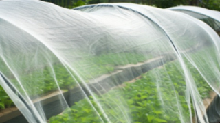 Agriculture products: Bird net, insect net, Garden net