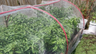 Garden Netting, 40 Mesh Garden Netting, Plastic Garden Netting