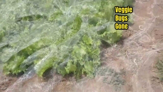 Insect Netting For Vegetables